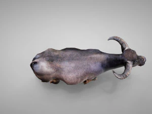 Water buffalo Animated 3D Model