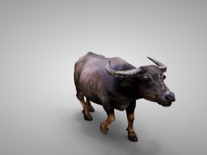 Water buffalo Animated 3D मॉडल