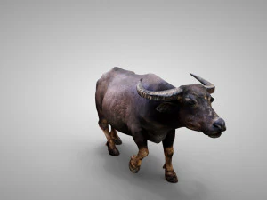 Water buffalo Animated 3D Model