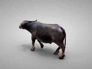 Water buffalo Animated 3D Model