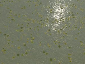 lake with water lilies textures CG 纹理