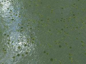 lake with water lilies textures CG 纹理