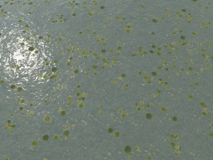 lake with water lilies textures CG 纹理