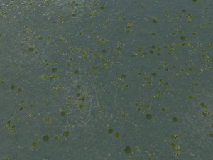 lake with water lilies textures CG 纹理