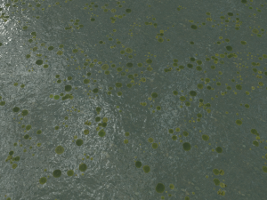 lake with water lilies textures CG 纹理