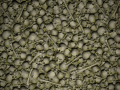 pile of bones with moss texture CG Textures