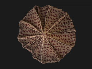 Ancient Tent Market Stall 3D Model