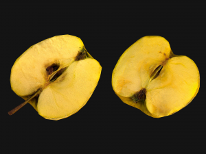 Apple 3D Model