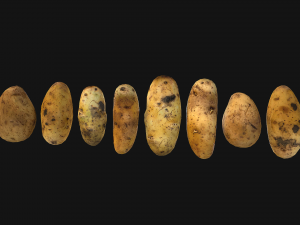 Potato Modelo 3D
