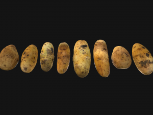 Potato Modelo 3D