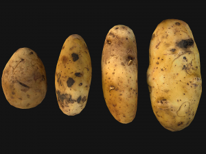 Potato Modelo 3D