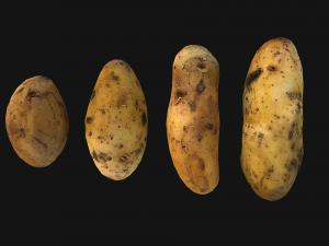 Potato Modelo 3D