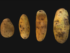 Potato Modelo 3D