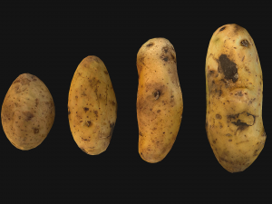 Potato Modelo 3D