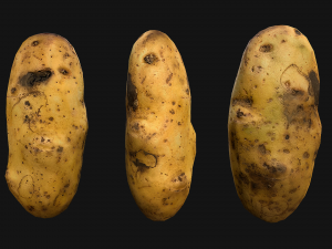 Potato Modelo 3D