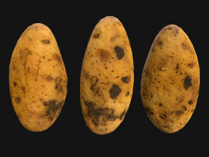 Potato Modelo 3D