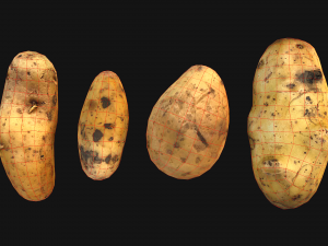 Potato Modelo 3D