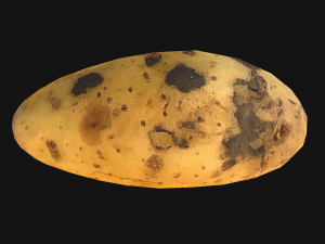 Potato Modelo 3D