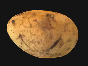 Kentang Model 3D