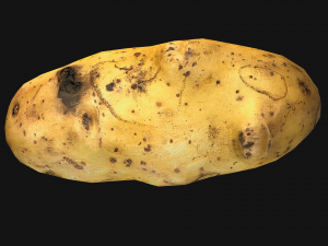 Potato Modelo 3D