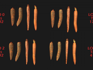 Carrots Box Crate Stand 3D Модель