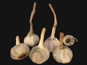 Garlic 3D Model