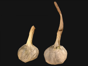 Garlic Modelo 3D