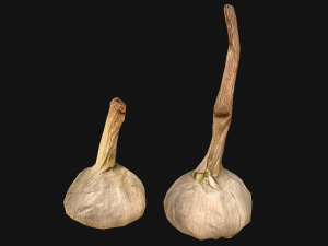 Garlic Modelo 3D
