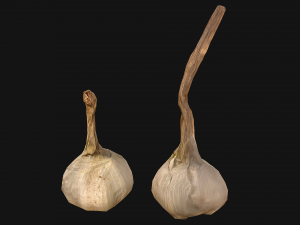 Garlic Modelo 3D