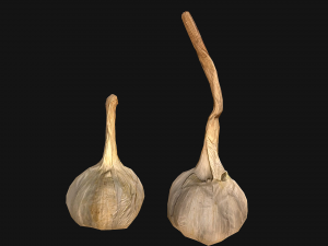 Garlic Modelo 3D