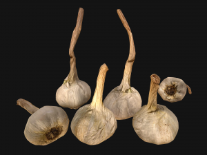Garlic Modelo 3D
