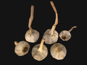 Garlic Modelo 3D