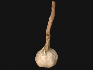 Garlic Modelo 3D