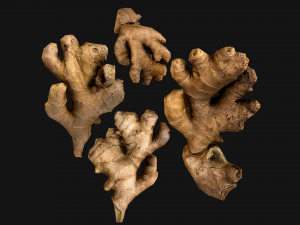 Ginger 3D Model