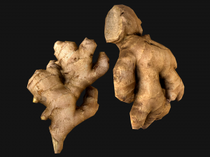 Ginger 3D 模型