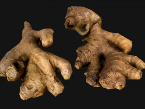 Ginger 3D Model