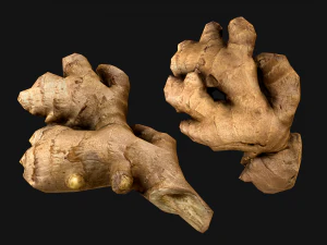 Ginger 3D Model