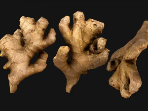 Ginger 3D Model