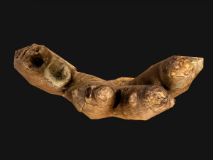Ginger 3D Model
