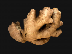 Ginger 3D 模型