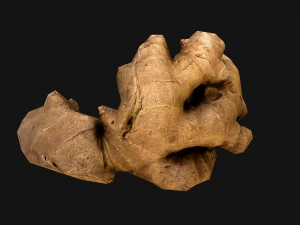 Ginger 3D Model