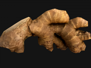 Ginger 3D 模型