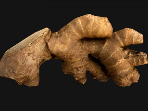 Ginger 3D Model