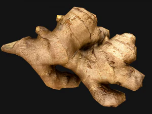 Ginger 3D Model