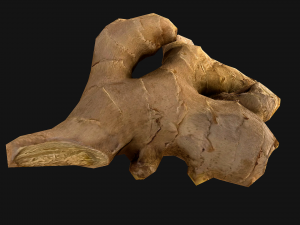 Ginger 3D 模型