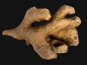 Ginger 3D 模型