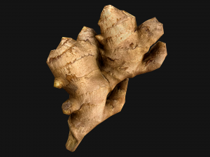 Ginger 3D 模型