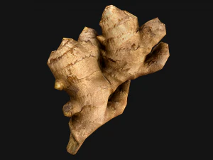 Ginger 3D Model