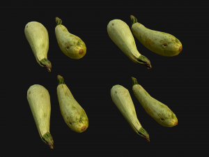 Marrow Model 3D