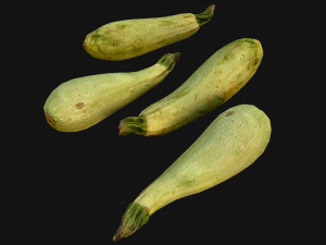 Marrow Model 3D